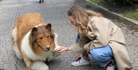 فيديو .. شاب يحول نفسه إلى كلب